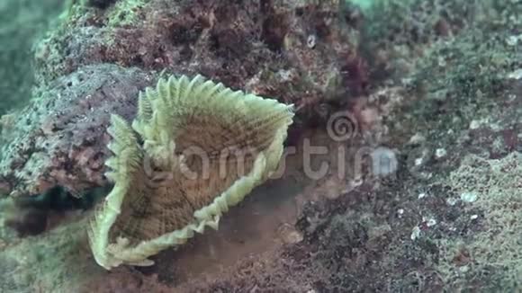 Sanctijosephs管蠕虫Sabellastartesantitijosephi在红海珊瑚苏丹视频的预览图
