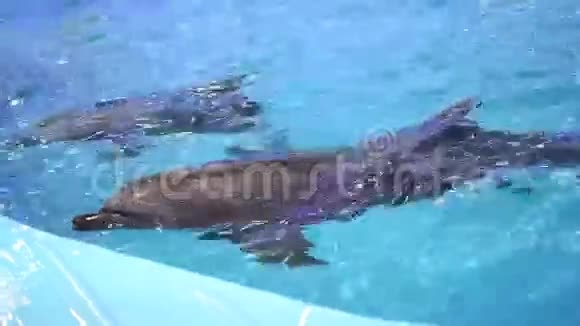 海豚视频的预览图