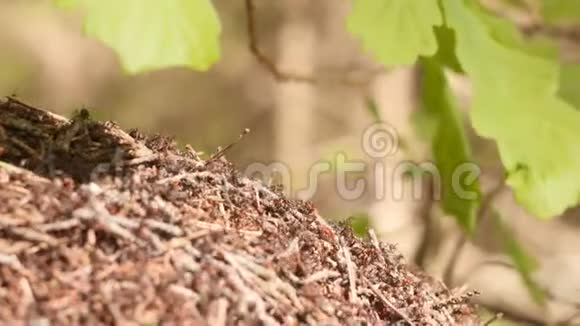 夏季阳光林中橡树枝下红色蚂蚁群落的大型蚁丘缓慢运动接近4K视频的预览图