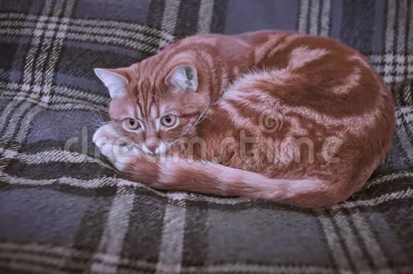 格子毯子背景上的红毛绒猫视频的预览图