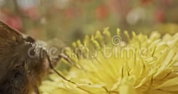 授粉一只蝴蝶在一朵花上喝花蜜的特殊宏图视频的预览图