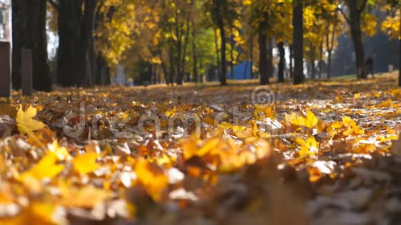 强大的SUV驾驶在公园的道路上黄色的秋叶在阳光明媚的日子色彩斑斓的秋叶在后面展开视频的预览图
