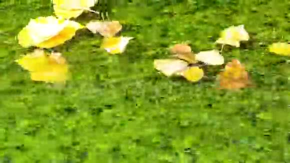 美丽的秋景树叶漂浮在池塘上视频的预览图