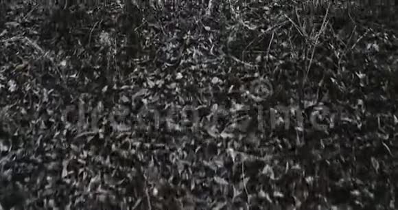 在枯叶表面穿过黑暗的森林视频的预览图