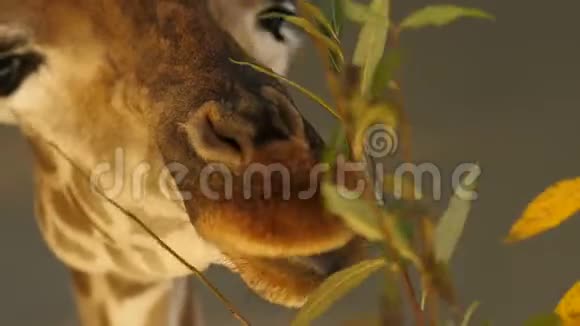 长颈鹿特写动物表情移动耳朵转圈吃树叶夏天晴天户外视频的预览图