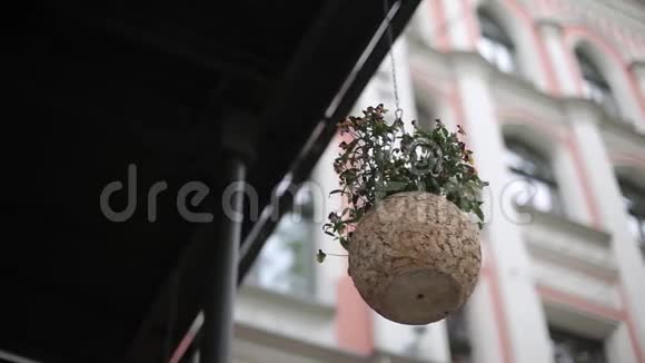 里加房子背景上的花盆视频的预览图