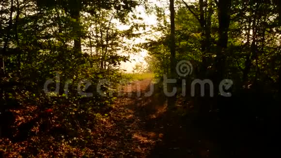美丽的秋天的森林阳光灿烂小射视频的预览图
