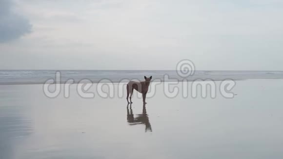印度洋岸边的一只棕色的大狗4K视频的预览图