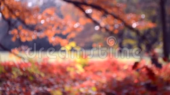 树上的红叶和草地在秋风中摇摆视频的预览图
