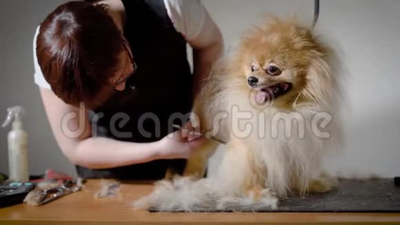 一只平静的狗坐在理发师旁边的桌子上想知道如何结束对她头发的照顾视频的预览图
