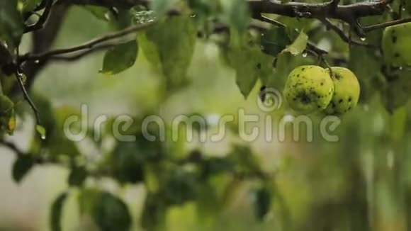 农村的雨水苹果园水果浇水新鲜自然营养视频的预览图