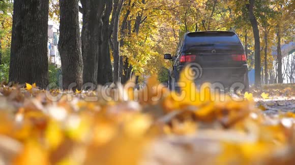 在阳光明媚的日子里强大的汽车在公园的道路上驾驶着黄色的秋叶色彩斑斓的秋叶在后面展开视频的预览图
