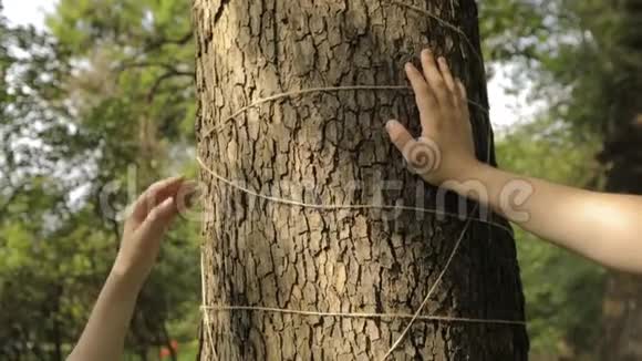 雌性和雄性的手触摸一棵用绳子装饰的枫树的树皮视频的预览图