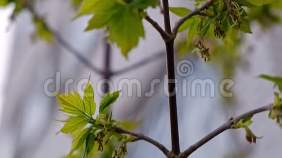 鲜嫩的春天绿叶的宏梢视频的预览图