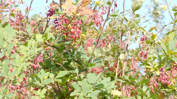 阳光明媚的一天有成熟红浆果的巴宝莉灌木视频的预览图