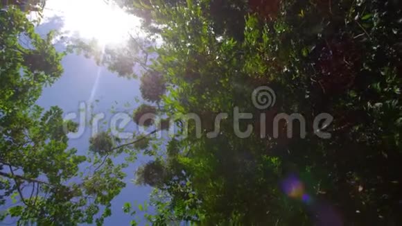 一片树木和阳光视频的预览图