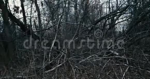 黑暗森林中枯枝凌乱的全景视频的预览图