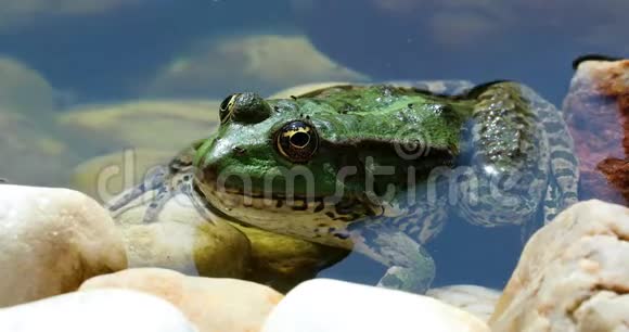水剖面图中的绿蛙视频的预览图