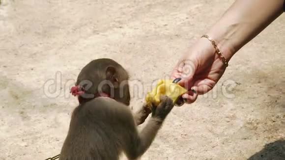 小猴子从动物场的雌性手里吃东西女人用动物的水果喂可爱的猴子的手视频的预览图