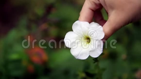 手摘一朵白花活的自然视频的预览图