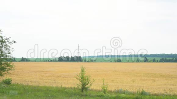 有小麦或黑麦的田地在经过现场的汽车边缘视频的预览图
