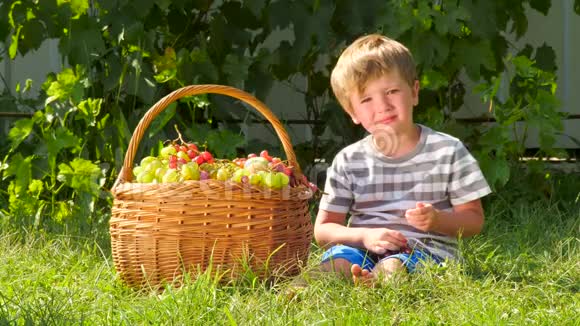 收获概念男孩在水果园吃葡萄视频的预览图