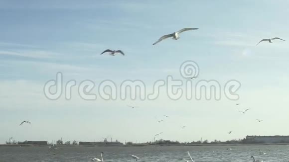天鹅和海鸥在海上视频的预览图