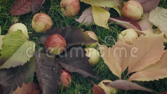 熟透的红苹果落在苹果树下视频的预览图