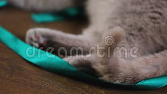 放松的灰色小猫躺在地板上摇尾巴动物饲养宠物视频的预览图