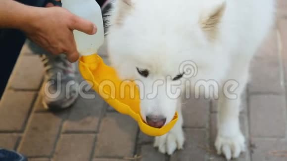 为口渴的白狗提供水夏日炎炎友谊和关怀视频的预览图