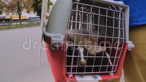 带着可爱的雪貂去笼子里的兽医诊所家畜宠物视频的预览图