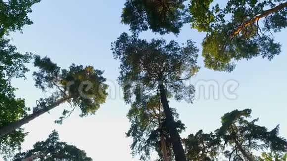 蓝天背景底景自然景观上的针叶林树木视频的预览图