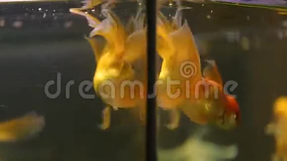 黄金鱼在美容院水族馆游泳鱼起泡服务动物群视频的预览图