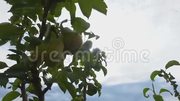 挂在蓝天背景花园树上的果汁梨健康的有机食品视频的预览图
