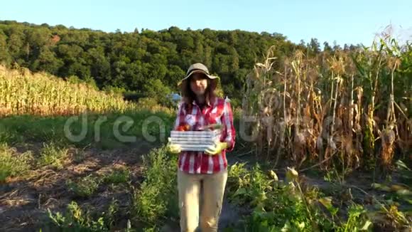 日落时分穿着格子衬衫和帽子的女农民穿过田野菜园拿着不同的盒子视频的预览图