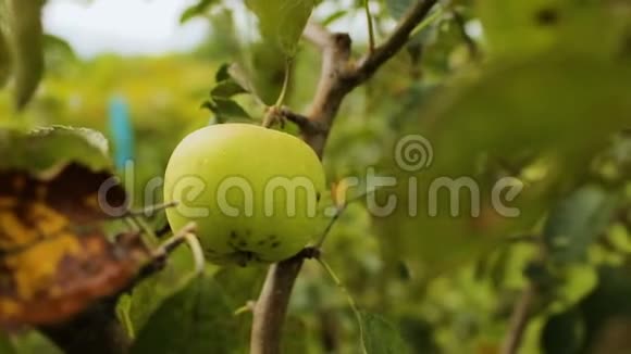 雨后的葡萄和苹果果实秋收天然维生素视频的预览图