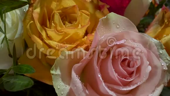 红白黄玫瑰在朝阳下滴着水滴华丽的花束特写视频的预览图