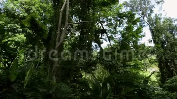 热带雨林在兰格山的阳光下视频的预览图