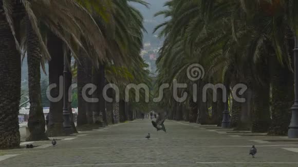 拉斯派西亚灰色寒冷的一天低旅游季节有棕榈树的长廊小巷视频的预览图