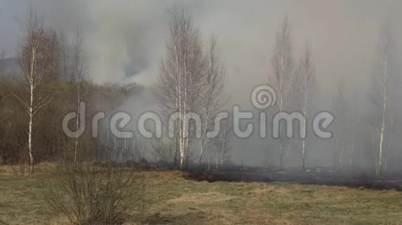 向大自然中的干草和森林开火由消防员扑灭森林火灾危险紧急生态破坏视频的预览图