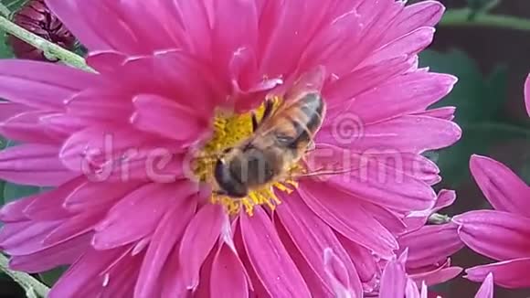 蜂上紫花特写蜜蜂给一朵粉红色的花朵授粉视频的预览图