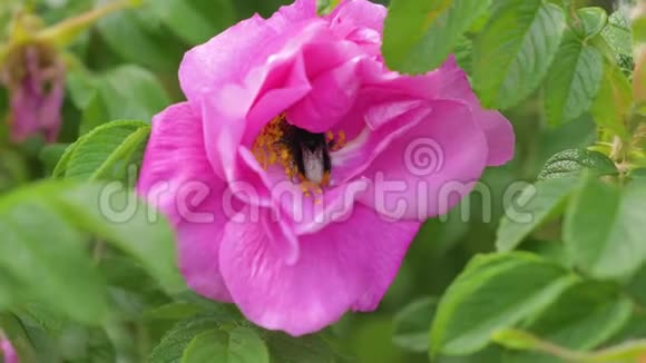 粉红玫瑰中的大黄蜂采蜜或花粉特写视频的预览图