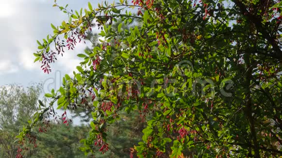 有成熟红浆果的绿色巴宝莉灌木林视频的预览图