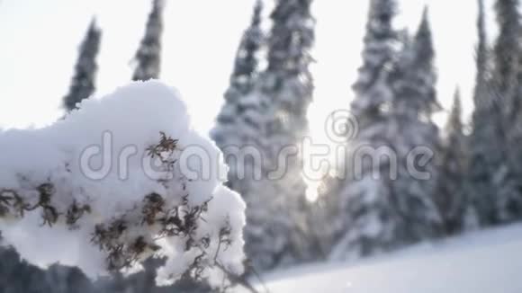 冬天的风景雪和雪的树枝在山上的前景慢动作3840x2160视频的预览图