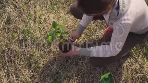 女环保人士种了一棵小树视频的预览图