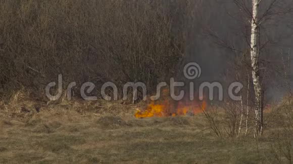 向大自然中的干草和森林开火由消防员扑灭森林火灾危险紧急情况燃烧视频的预览图