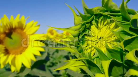 封闭的向日葵植物油品种的培育视频的预览图
