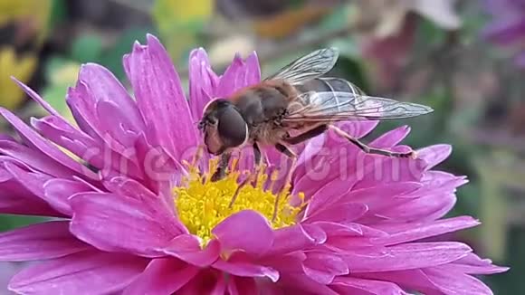 蜂上紫花特写蜜蜂给一朵粉红色的花朵授粉视频的预览图