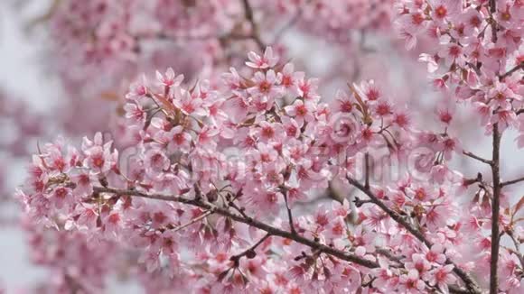 公园里樱花树枝上有粉红色的花瓣视频的预览图