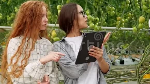 农业工人用数字平板电脑检查番茄植株一对漂亮的年轻夫妇穿着休闲装手里拿着视频的预览图